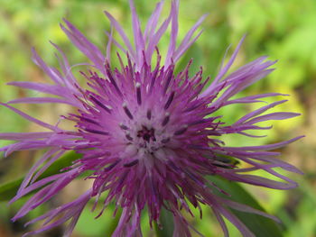 Close-up of pink flowers