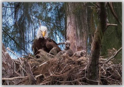 Low angle view of birds in nest