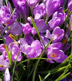 Close-up of purple flowers blooming outdoors