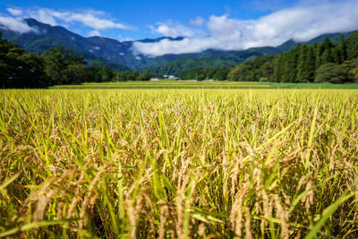 Scenic view of agricultural field against sky