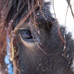 Close-up of horse