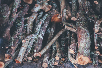 Full frame shot of tree trunk in forest