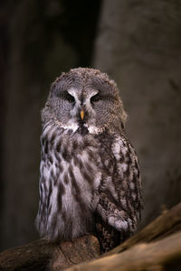 Close-up portrait of owl