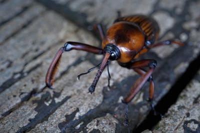 High angle view of insect on floor