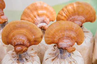 Close-up of mushrooms