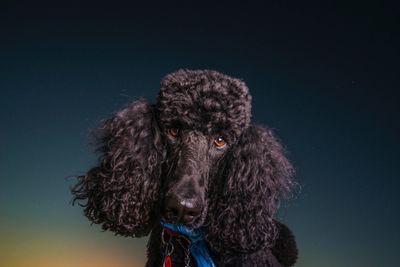 Portrait of dog against sky during sunset