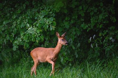 Deer standing on grass