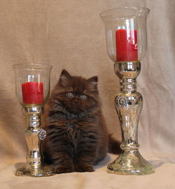 Close-up of wine glass on table