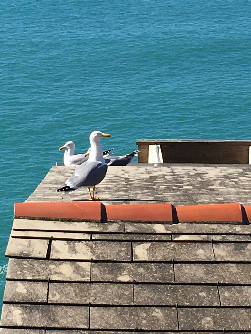 SEAGULL PERCHING ON THE WALL