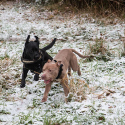 Dog on snow covered grass