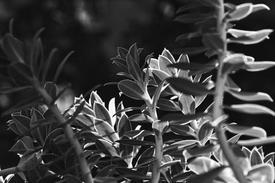 Close-up of flowering plant