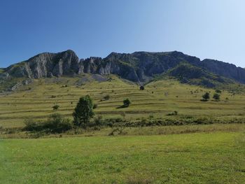 Scenic view of field against clear sky