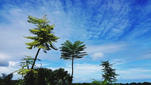 Low angle view of tree against sky