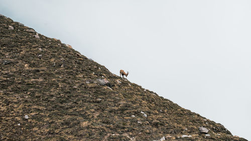 Low angle view of alpine ibex on rock against clear sky