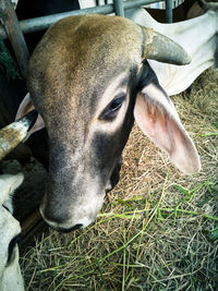 Close-up of cow