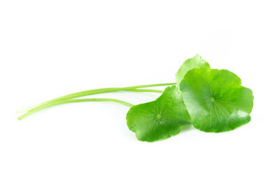 Close-up of green leaf on white background