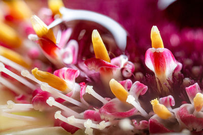 Close-up of pink roses