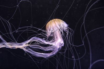 Close-up of jellyfish swimming in sea