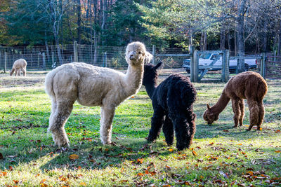 Horses standing in a field