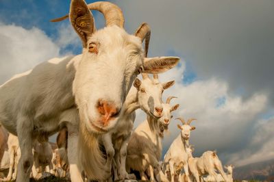 Low angle view of a sheep