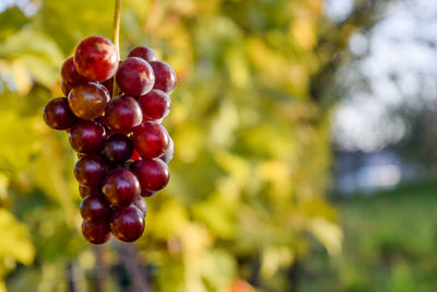 Close-up of grapes growing at vineyard