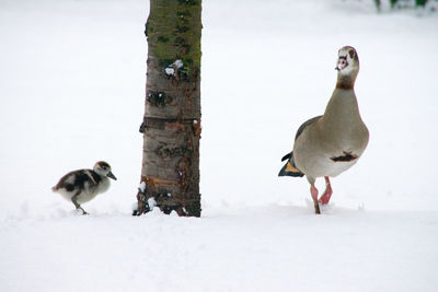 Birds on field during winter