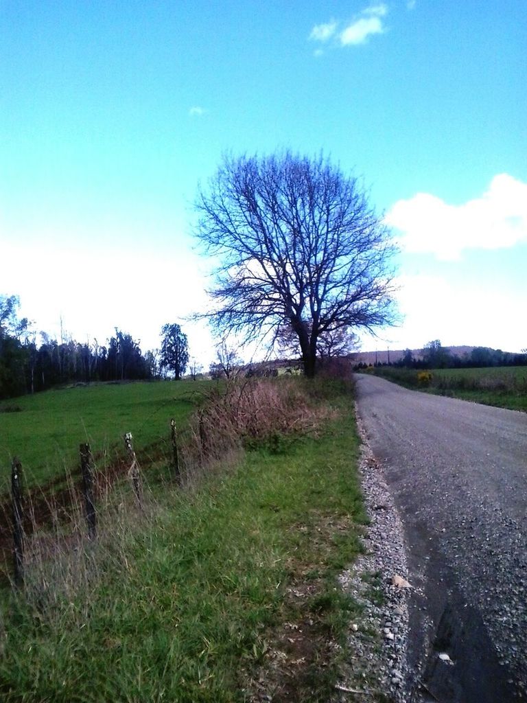 bare tree, landscape, field, grass, sky, tranquil scene, tranquility, the way forward, tree, nature, road, rural scene, diminishing perspective, scenics, country road, beauty in nature, blue, dirt road, non-urban scene, vanishing point