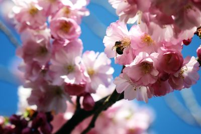 Low angle view of pink flowers blooming on tree