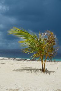 Palm tree by sea against sky