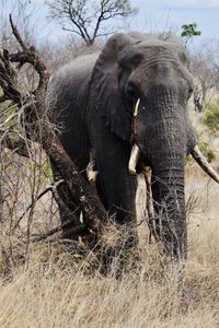 Elephant in a field