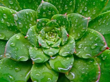 Close-up of water drops on leaf