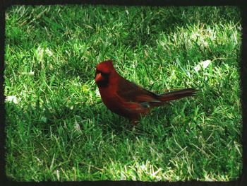 Bird on grassy field