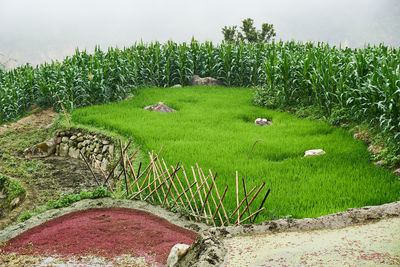 Green grass on field against sky