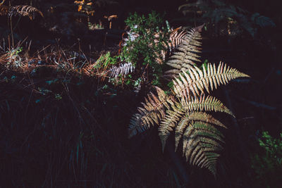 High angle view of fern in forest