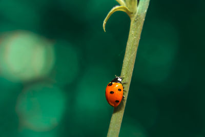 ladybug