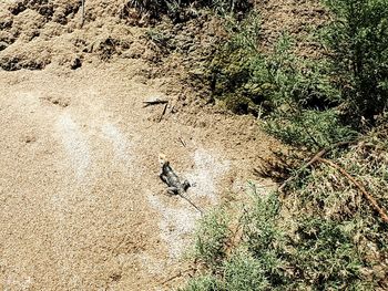 High angle view of bird on grass