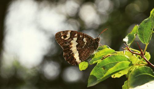 Close-up of butterfly on leaves