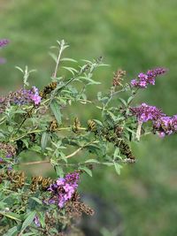 Close-up of pink flowering plants