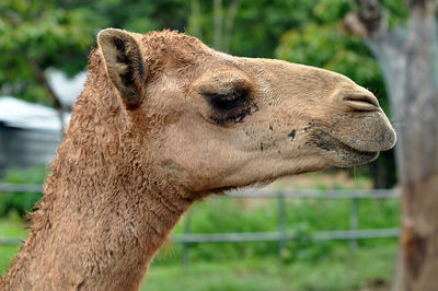 Close-up of a horse on field