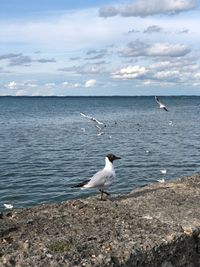 Seagull on a sea