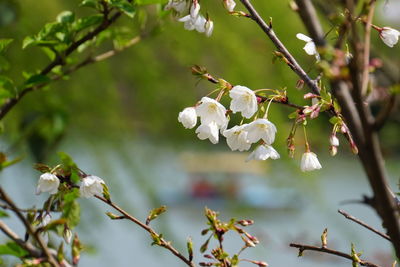 Close-up of cherry blossoms