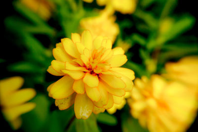 Close-up of yellow flower blooming outdoors