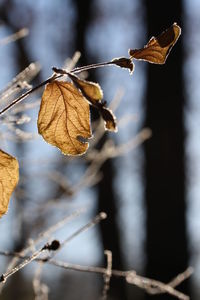 Close-up of leaf