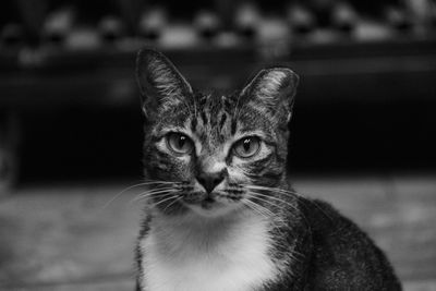 Close-up portrait of cat