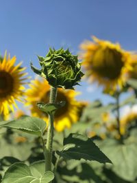 Close-up of yellow flowering plant against sky