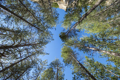 Low angle view of trees against sky