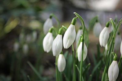 Close-up of white flowers blooming outdoors