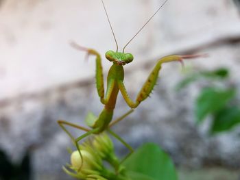 Close-up of insect on leaf