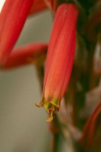 Close-up of red flower