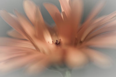 Close-up of flowering plant